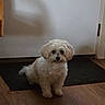 dog, small_dog, fluffy, white_dog, indoor, mat, door, wood_floor, pet, animal, curious, waiting, companion, cute, domestic, household, flooring, shadow, light, quiet