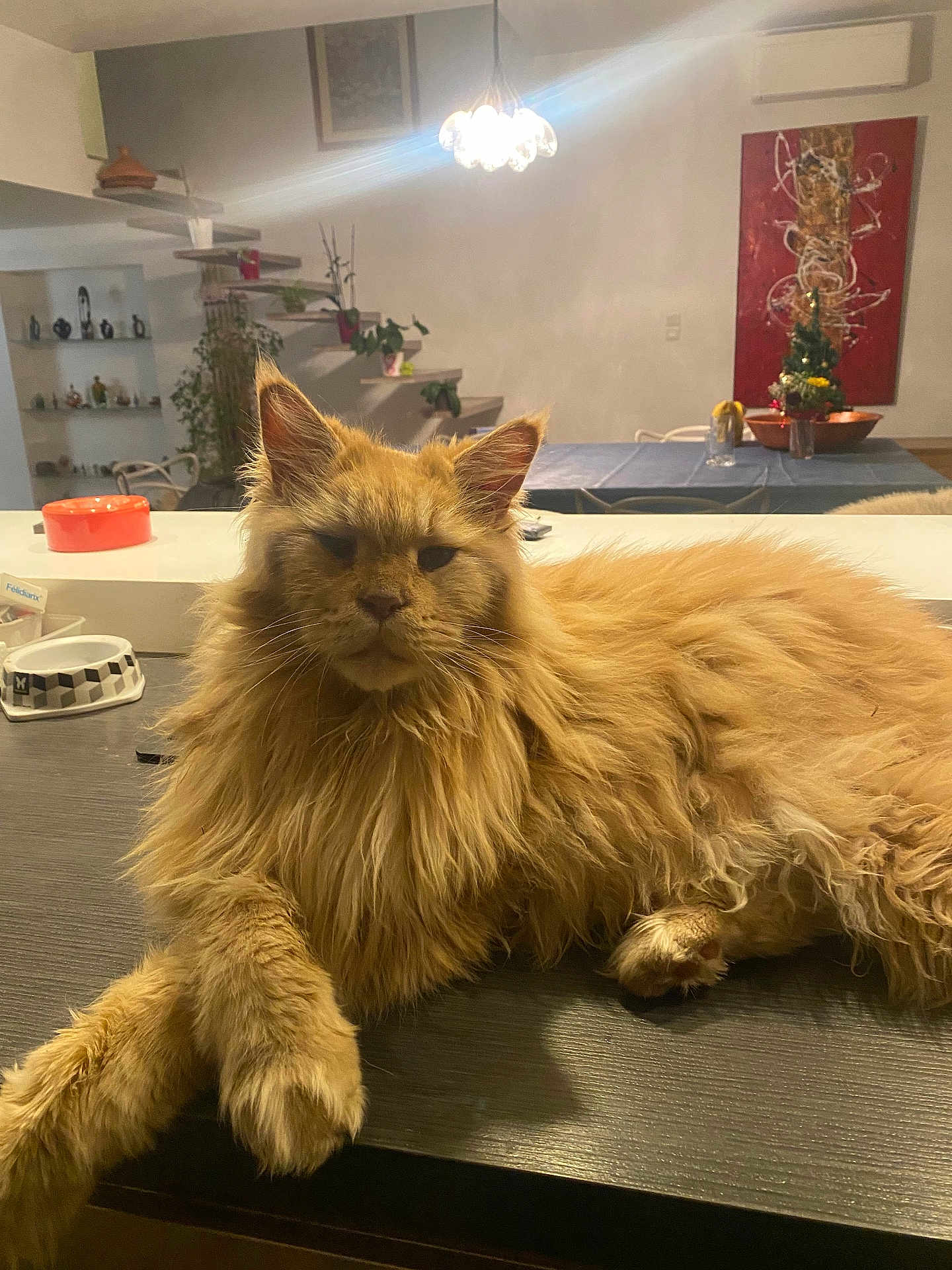 Lea Maccagno a rejoint le concours — aidez-le/la à gagner de superbes lots ! cat, orange_cat, fluffy, long_hair, pet, indoor, furniture, table, modern_interior, staircase, plant, decor, christmas_tree, lighting, cozy, relaxed, animal, mammal, domestic_cat, resting