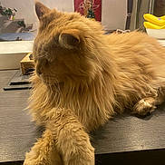 Lea Maccagno participe au concours pour gagner de l'argent avec cette photo : cat, orange_cat, fluffy, long_hair, table, indoor, relaxed, paws, crossed_paws, feline, pet, domestic_animal, cozy, home_interior, artwork, fruit_bowl, bananas, wooden_table, resting, closeup