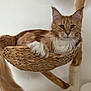 Harry Potdefleurs a rejoint le concours — aidez-le/la à gagner de superbes lots ! cat, ginger_cat, white_fur, fluffy_tail, cat_tree, woven_basket, indoor, pet, animal, relaxing, feline, closeup, resting, paw, wooden_structure, cozy, domestic_cat, fur, cute, calm