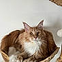 cat, ginger_cat, white_fur, golden_eyes, long_hair, pet, feline, basket, woven_basket, cat_tree, paws, relaxed, indoor, close_up, animal, cute, domestic_cat, resting, fur, whiskers