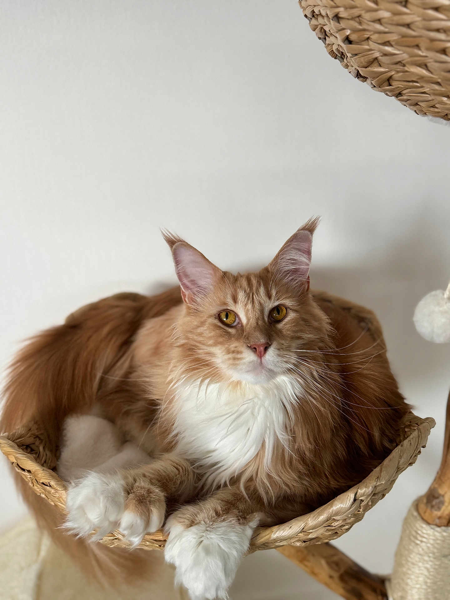 Harry Potdefleurs participe au concours pour gagner de l'argent avec cette photo : cat, ginger_cat, white_fur, golden_eyes, long_hair, pet, feline, basket, woven_basket, cat_tree, paws, relaxed, indoor, close_up, animal, cute, domestic_cat, resting, fur, whiskers