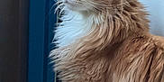 Harry Potdefleurs a rejoint le concours — aidez-le/la à gagner de superbes lots ! cat, orange_cat, fluffy, long_hair, white_fur, window, indoor, pet, feline, looking_away, side_profile, domestic_cat, animal, mammal, whiskers, ears, curious, calm, close_up, soft_light