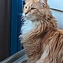 cat, orange_cat, fluffy, long_hair, white_fur, window, indoor, pet, feline, looking_away, side_profile, domestic_cat, animal, mammal, whiskers, ears, curious, calm, close_up, soft_light