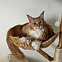 Harry Potdefleurs a rejoint le concours — aidez-le/la à gagner de superbes lots ! cat, ginger_cat, white_fur, fluffy, pet, animal, indoor, basket, woven_basket, cat_tree, relaxed, feline, paws, tail, whiskers, ears, fur, cute, resting, domestic_cat