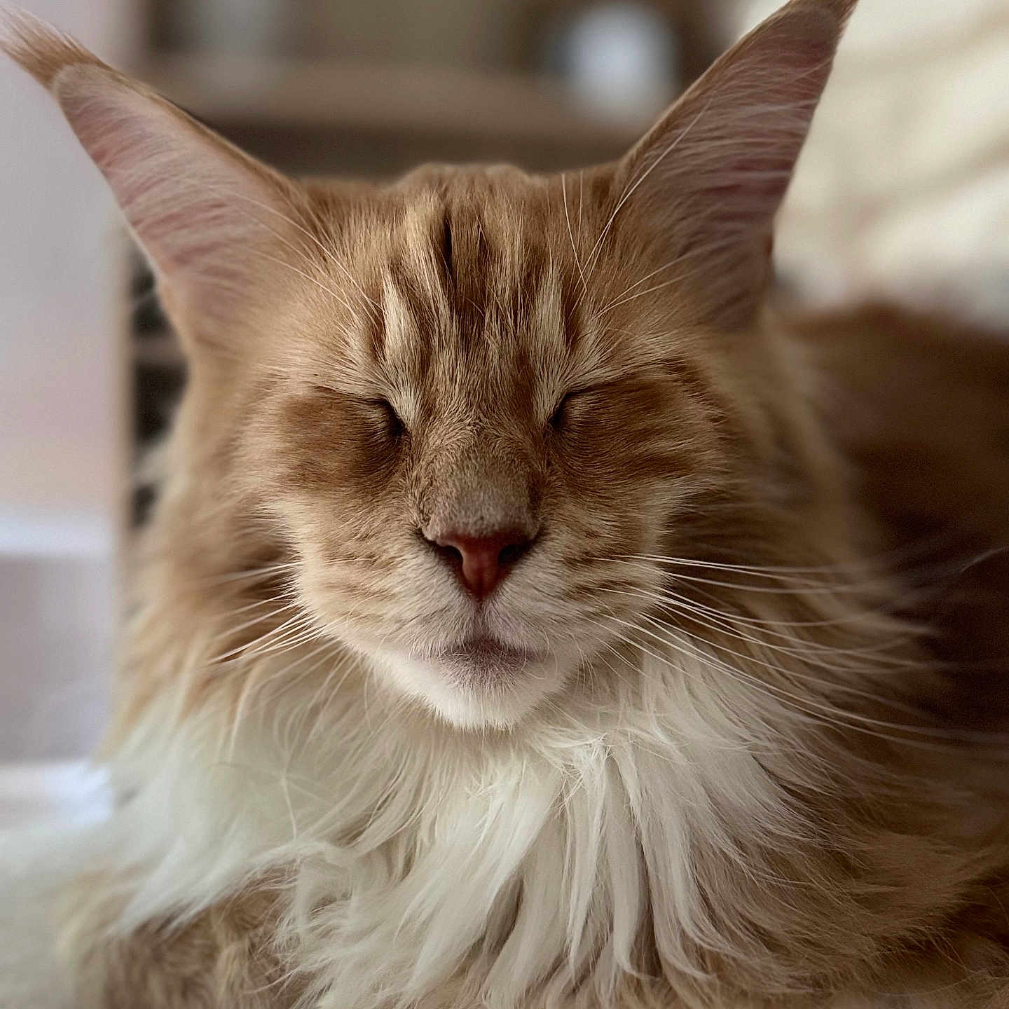 Harry Potdefleurs a rejoint le concours — aidez-le/la à gagner de superbes lots ! animal, cat, close_up, cozy, cute, ears, feline, fluffy, indoor, long_hair, mammal, orange, pet, portrait, relaxed, resting, sleepy, soft, whiskers, white