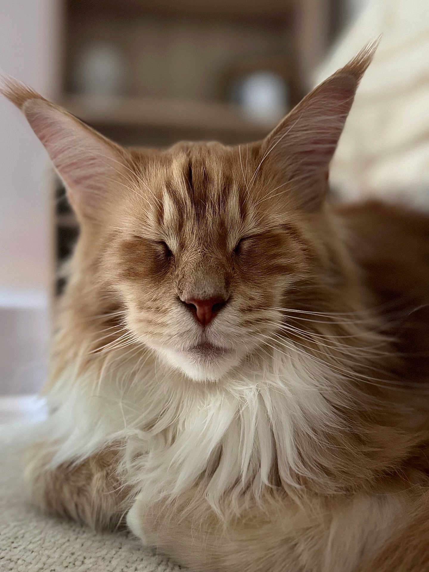 Harry Potdefleurs a rejoint le concours — aidez-le/la à gagner de superbes lots ! animal, cat, close_up, cozy, cute, ears, feline, fluffy, indoor, long_hair, mammal, orange, pet, portrait, relaxed, resting, sleepy, soft, whiskers, white