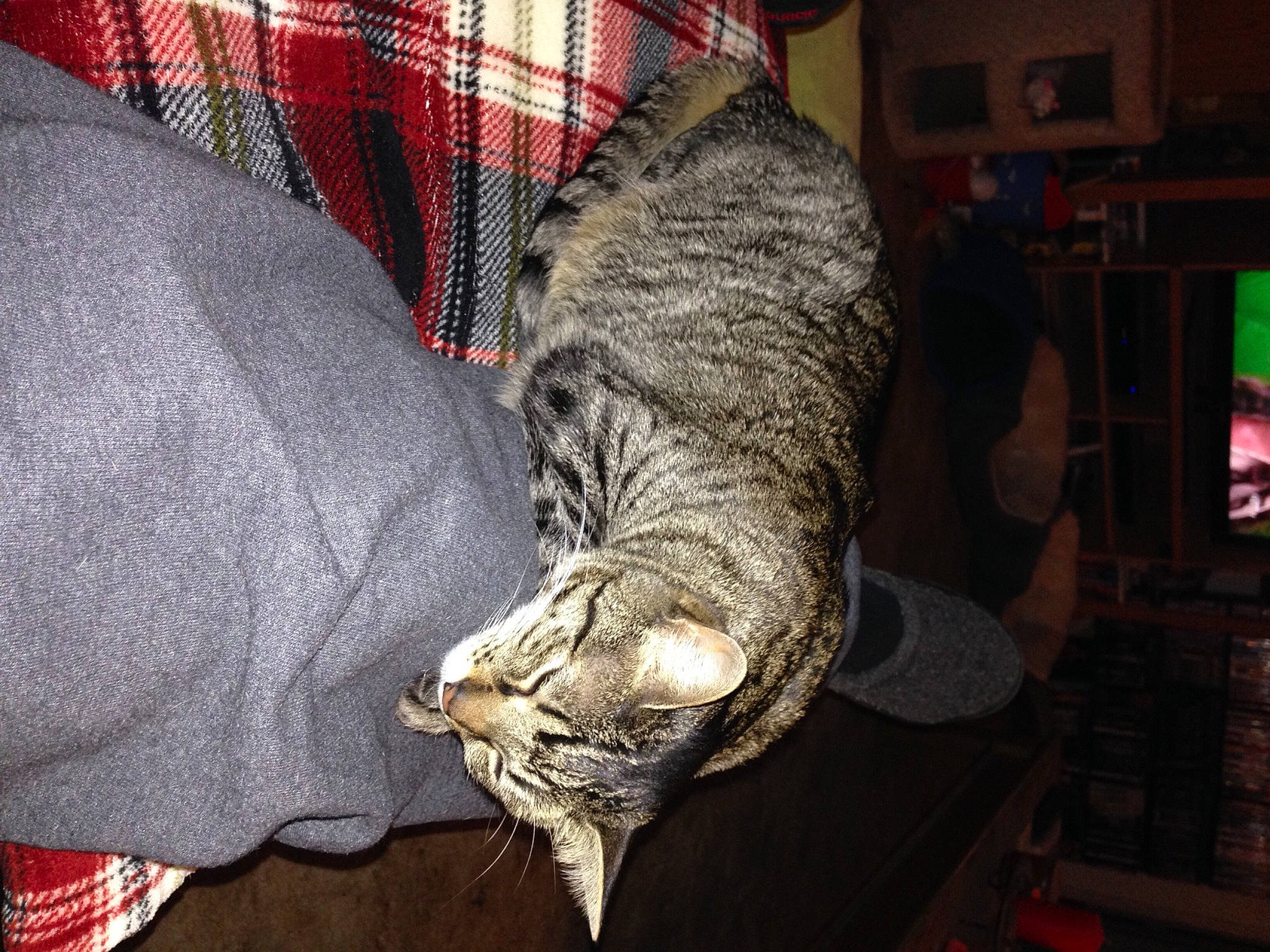 Pip is registered to the contest to win money with this photo: canidae, carnivore, cat, claw, comfort, darkness, domestic_short_haired_cat, felidae, fur, grey, night, room, small_to_medium_sized_cats, snout, sporting_group, tail, terrestrial_animal, whiskers, wildlife