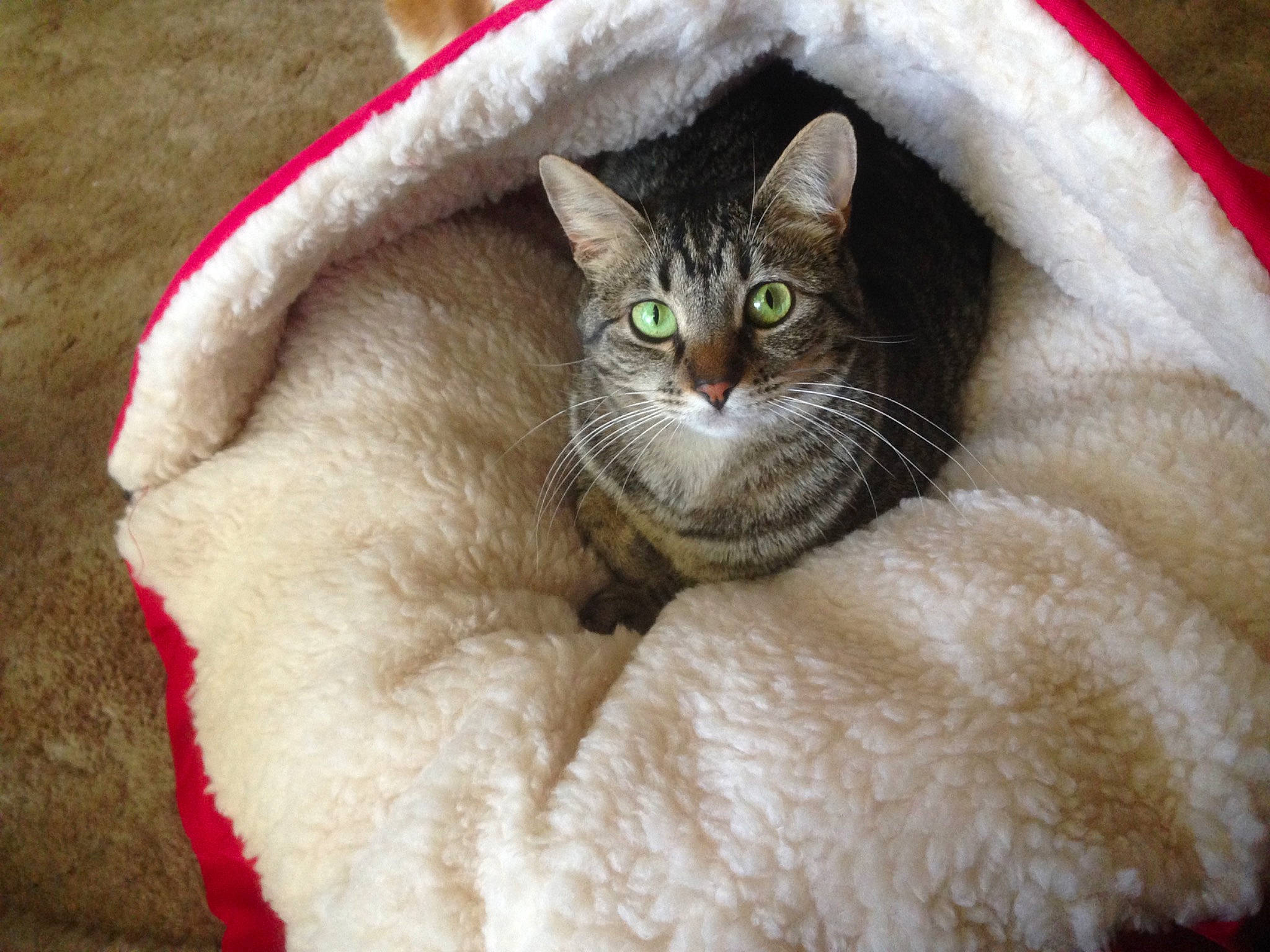 Pip joined the competition — help win amazing prizes! carnivore, cat, cat_bed, cat_furniture, cat_supply, claw, close_up, comfort, domestic_short_haired_cat, fawn, felidae, fur, paw, small_to_medium_sized_cats, snout, tail, terrestrial_animal, textile, whiskers, white