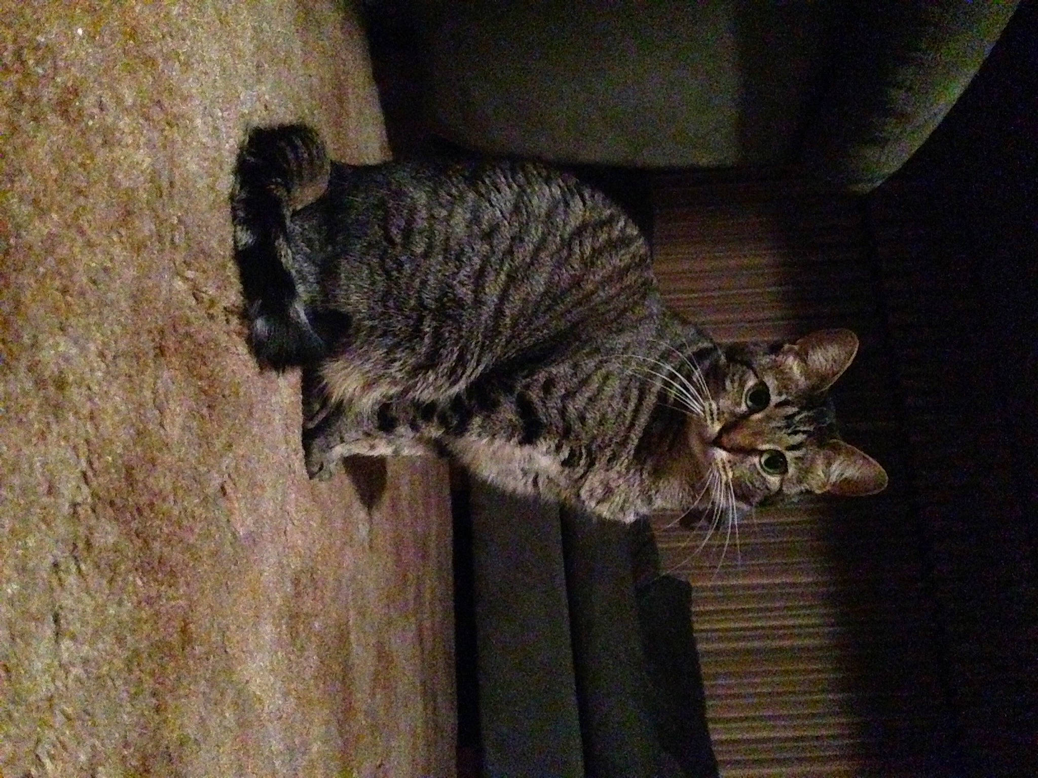 Pip joined the competition — help win amazing prizes! carnivore, cat, domestic_short_haired_cat, felidae, fur, grey, small_to_medium_sized_cats, snout, tail, terrestrial_animal, whiskers, wildlife, wood