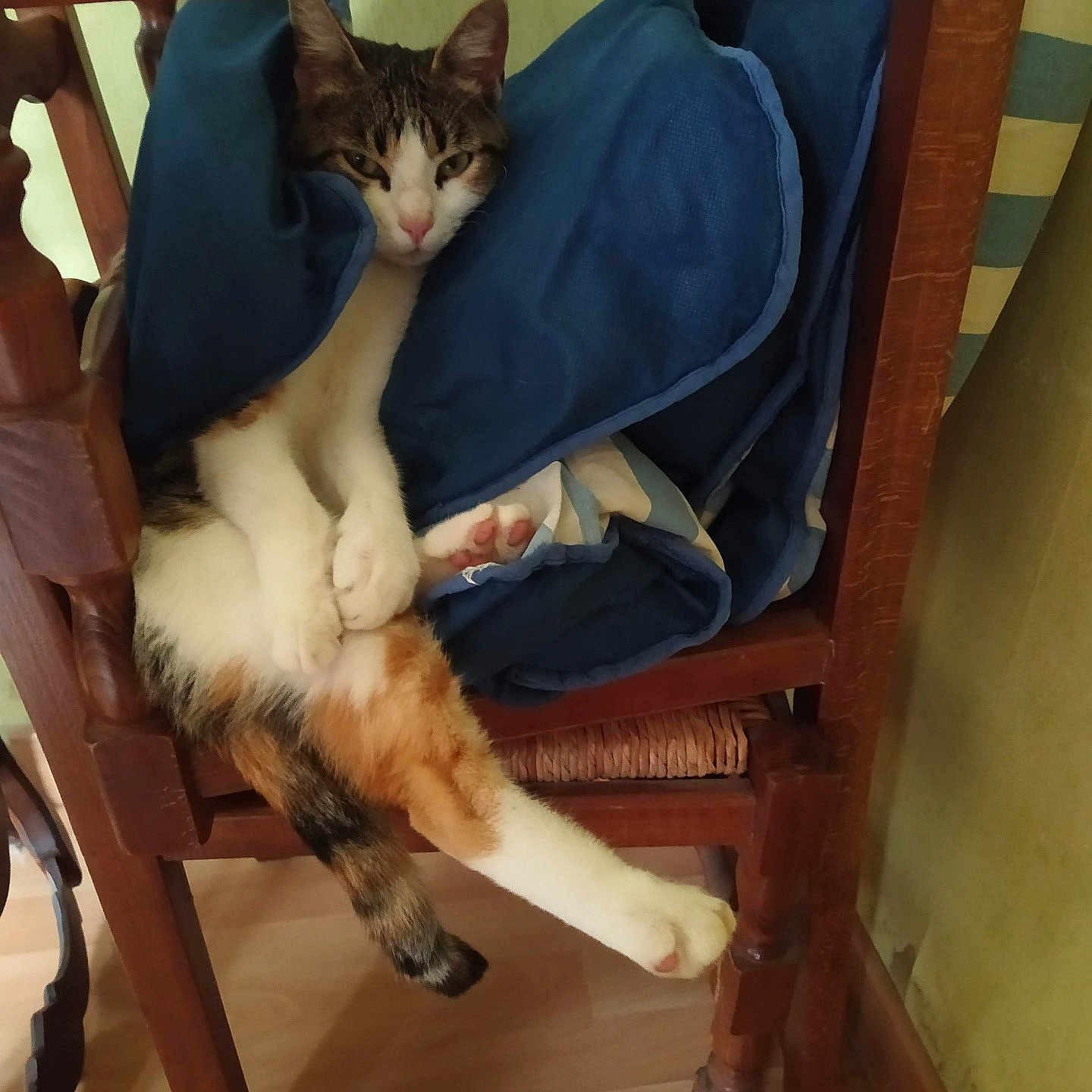 Tigresse a rejoint le concours — aidez-le/la à gagner de superbes lots ! animal, blue_cushion, calico, cat, chair, cozy, cute, domestic_animal, feline, floor, fur, home, indoor, legs, paws, pet, relaxed, resting, striped_cat, wooden_furniture