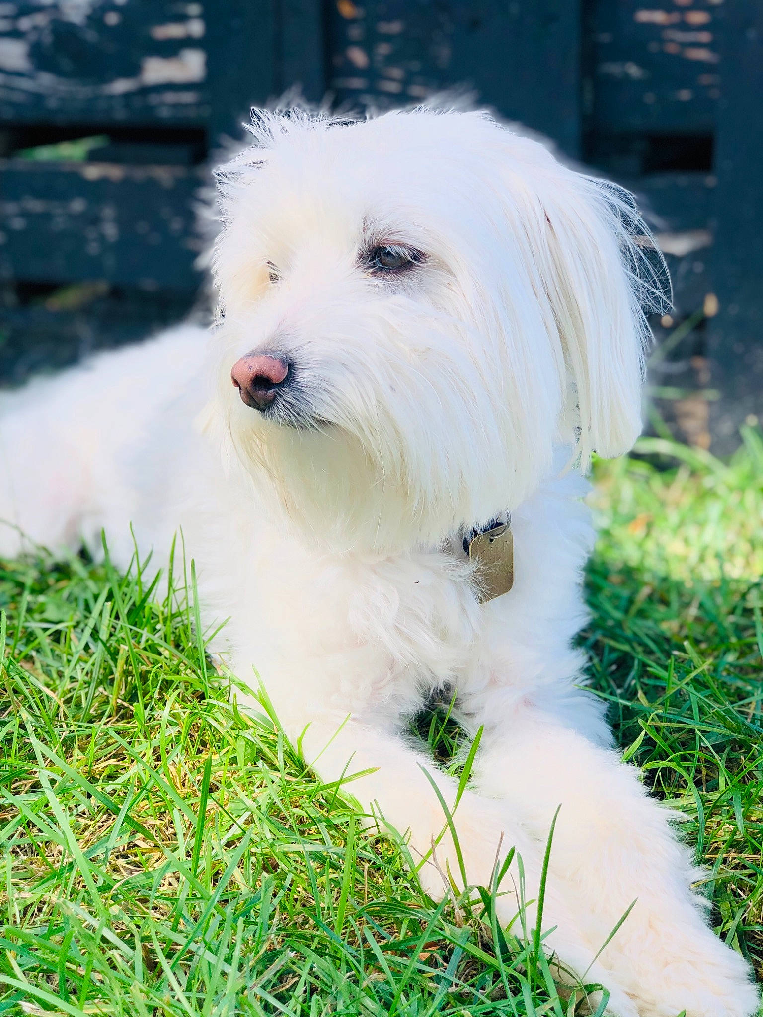 Hollie joined the competition — help win amazing prizes! bichon, canidae, carnivore, companion_dog, coton_de_tulear, dog, dog_breed, havanese, kyi_leo, maltepoo, maltese, mammal, non_sporting_group, puppy, rare_breed_dog, terrier, tibetan_terrier, toy_dog, vertebrate, west_highland_white_terrier