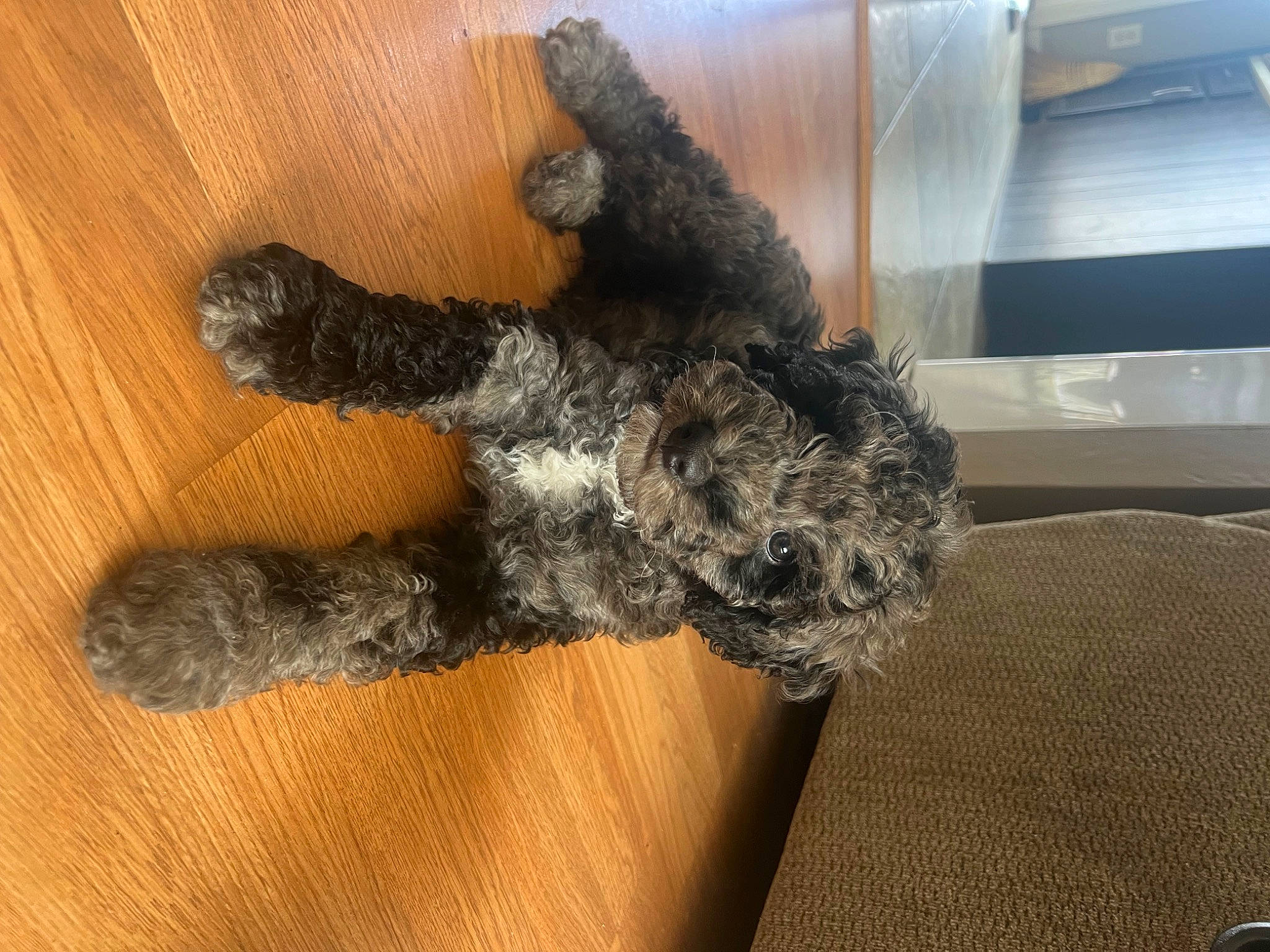 Zeke is registered to the contest to win money with this photo: canidae, carnivore, companion_dog, dog, dog_breed, fawn, flooring, fur, hardwood, human_leg, paw, schnauzer, snout, sporting_group, tail, terrier, toy, water_dog, wood, wool