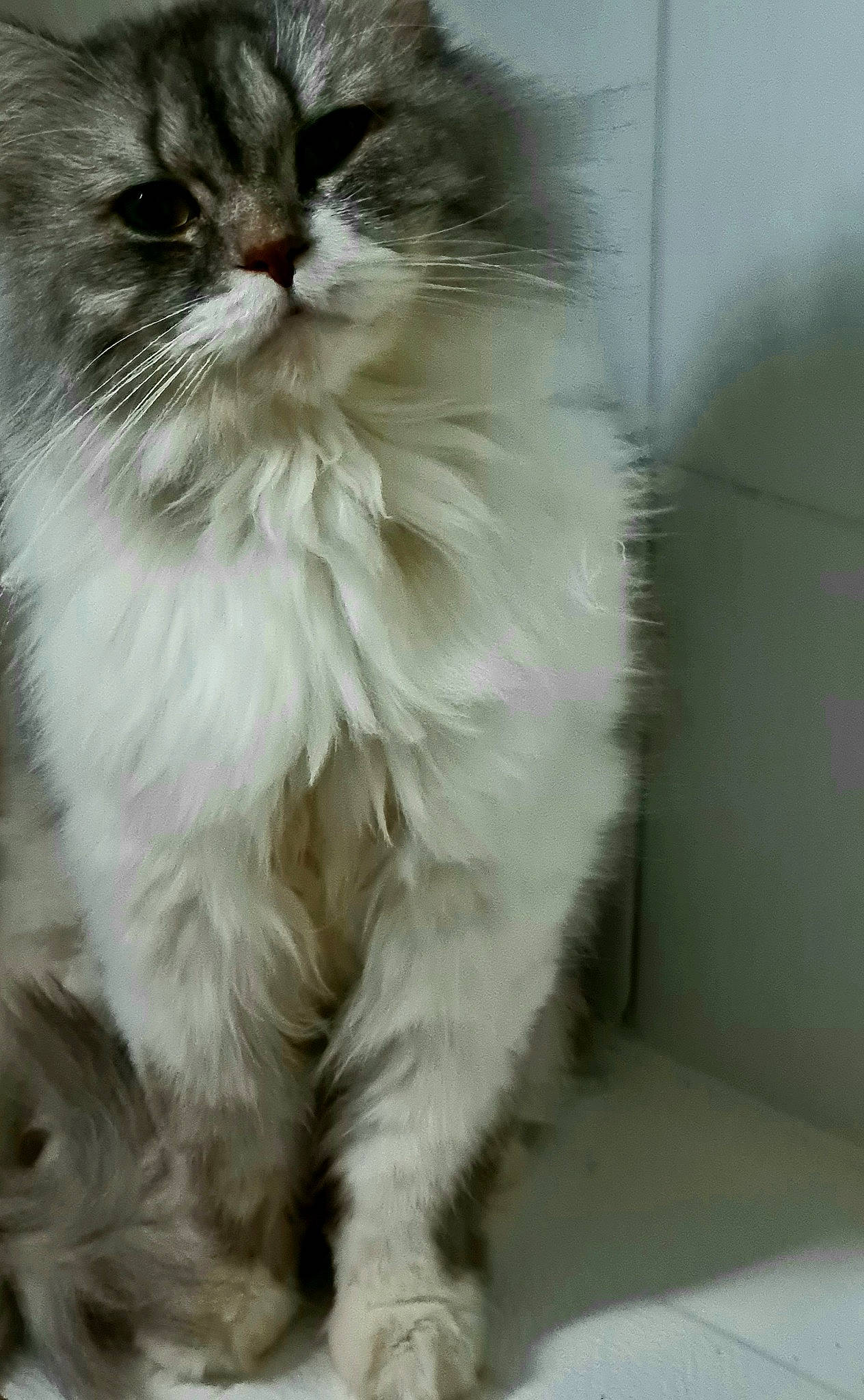 Nemo a rejoint le concours — aidez-le/la à gagner de superbes lots ! british_longhair, carnivore, cat, eye, felidae, flowering_plant, fur, persian, plant, small_to_medium_sized_cats, snout, terrestrial_animal, whiskers