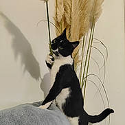 Babi participe au concours pour gagner de l'argent avec cette photo : cat, black_and_white, pampas_grass, indoor, curious, shadow, plant, cozy, blanket, pet, feline, playful, wall, paw, standing, fur, tail, animal, domestic, soft