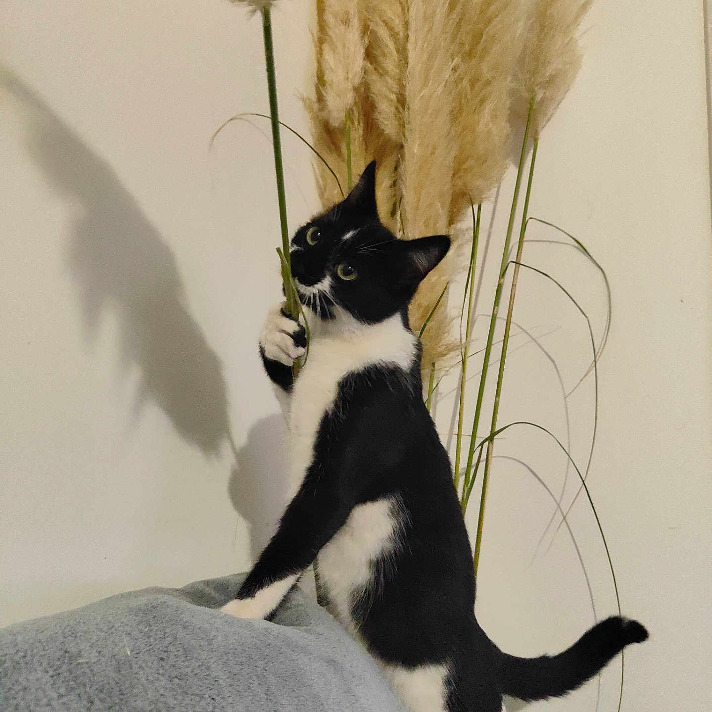 Babi participe au concours pour gagner de l'argent avec cette photo : animal, black_and_white, blanket, cat, cozy, curious, domestic, feline, fur, indoor, pampas_grass, paw, pet, plant, playful, shadow, soft, standing, tail, wall