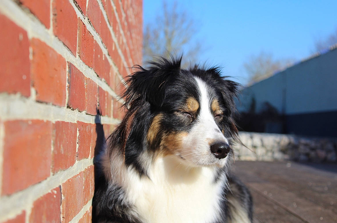 Rmione a rejoint le concours — aidez-le/la à gagner de superbes lots ! australian_collie, automotive_tire, brick, brickwork, canidae, carnivore, companion_dog, dog, dog_breed, fur, herding_dog, sky, snout, snow, sporting_group, tree, whiskers, winter, working_animal, working_dog