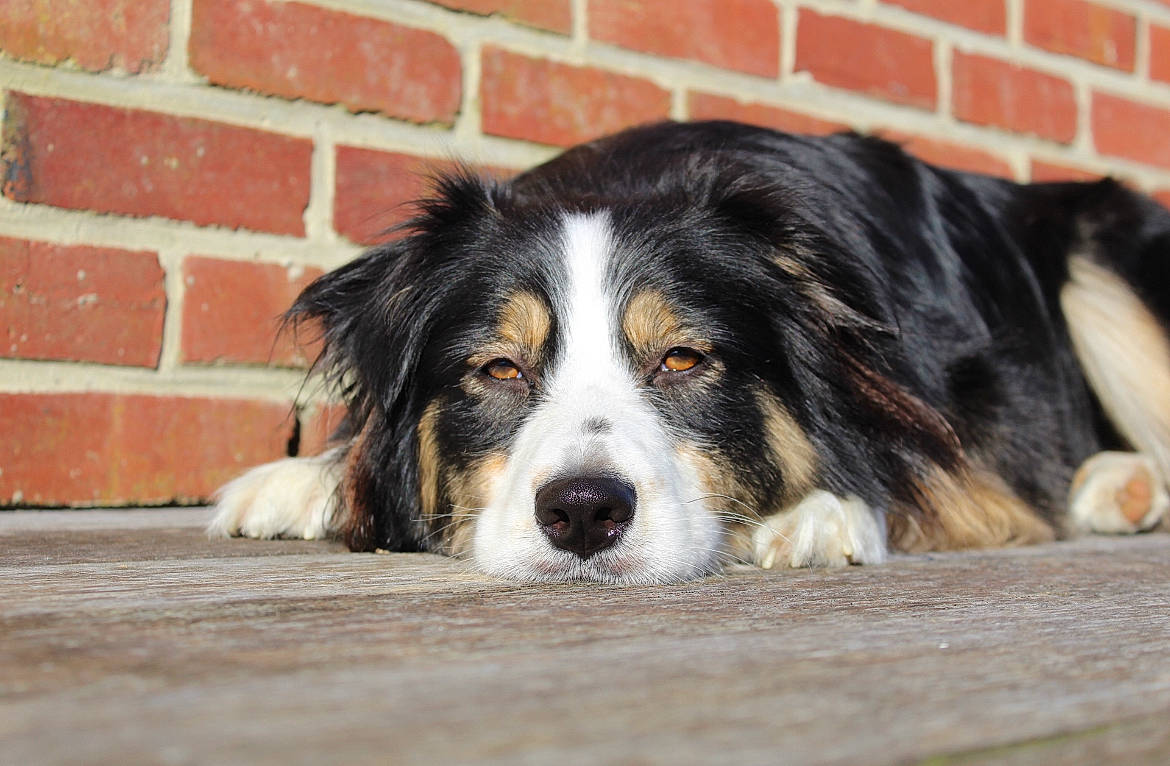 Rmione a rejoint le concours — aidez-le/la à gagner de superbes lots ! bored, brick, brickwork, canidae, carnivore, companion_dog, dog, dog_breed, door, fur, herding_dog, mortar, snout, sporting_group, terrestrial_animal, working_dog