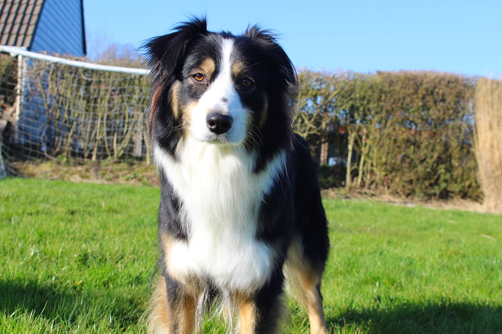 Rmione participe au concours pour gagner de l'argent avec cette photo : australian_collie, australian_shepherd, bernese_mountain_dog, border_collie, building, canidae, carnivore, companion_dog, dog, dog_breed, grass, herding_dog, plant, sky, snout, sporting_group, terrestrial_animal, tree, working_animal, working_dog