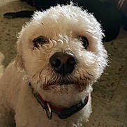 Murry is registered to the contest to win money with this photo: animal, background, black_dog, canine, close_up, collar, companion, curly_fur, dog, domestic, floor, friend, fur, indoor, looking_up, lying_down, pet, portrait, two_dogs, white_dog