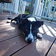 Lando joined the competition — help win amazing prizes! animal, background, black_and_white, canine, close_up, curious, daylight, dog, ears, fence, lying_down, nose, outdoor, pet, porch, puppy, relaxing, shadow, sunlight, wooden_deck