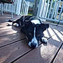 animal, background, black_and_white, canine, close_up, curious, daylight, dog, ears, fence, lying_down, nose, outdoor, pet, porch, puppy, relaxing, shadow, sunlight, wooden_deck