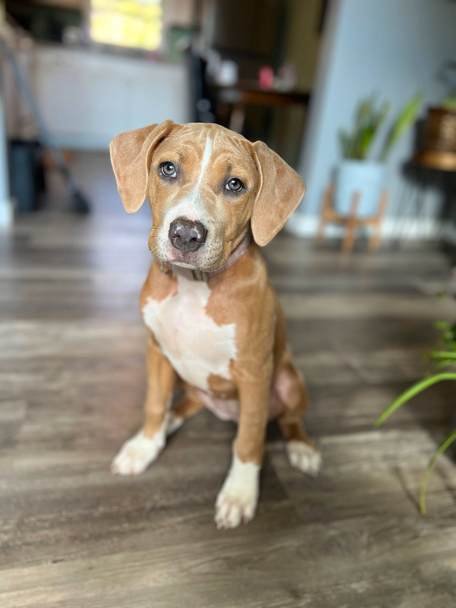 Jade joined the competition — help win amazing prizes! canidae, carnivore, collar, companion_dog, dog, dog_breed, fawn, flowerpot, hardwood, hound, houseplant, hunting_dog, plant, sporting_group, tail, terrestrial_animal, whiskers, wood, working_animal, working_dog