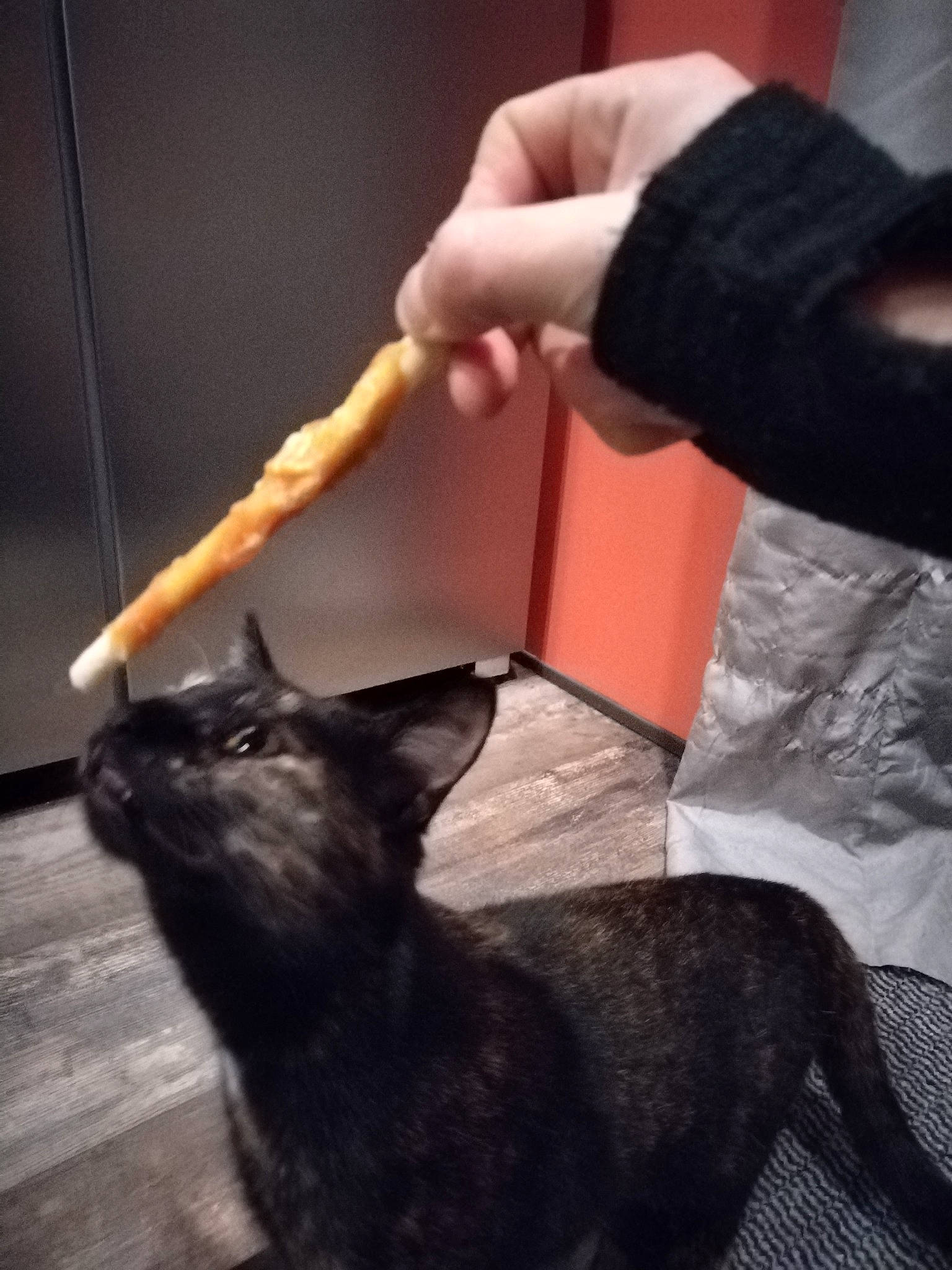 Titie a rejoint le concours — aidez-le/la à gagner de superbes lots ! black_cat, carnivore, cat, claw, comfort, companion_dog, dog_breed, domestic_short_haired_cat, ear, felidae, flooring, fur, gesture, hand, human_leg, small_to_medium_sized_cats, snout, tail, vertebrate, whiskers