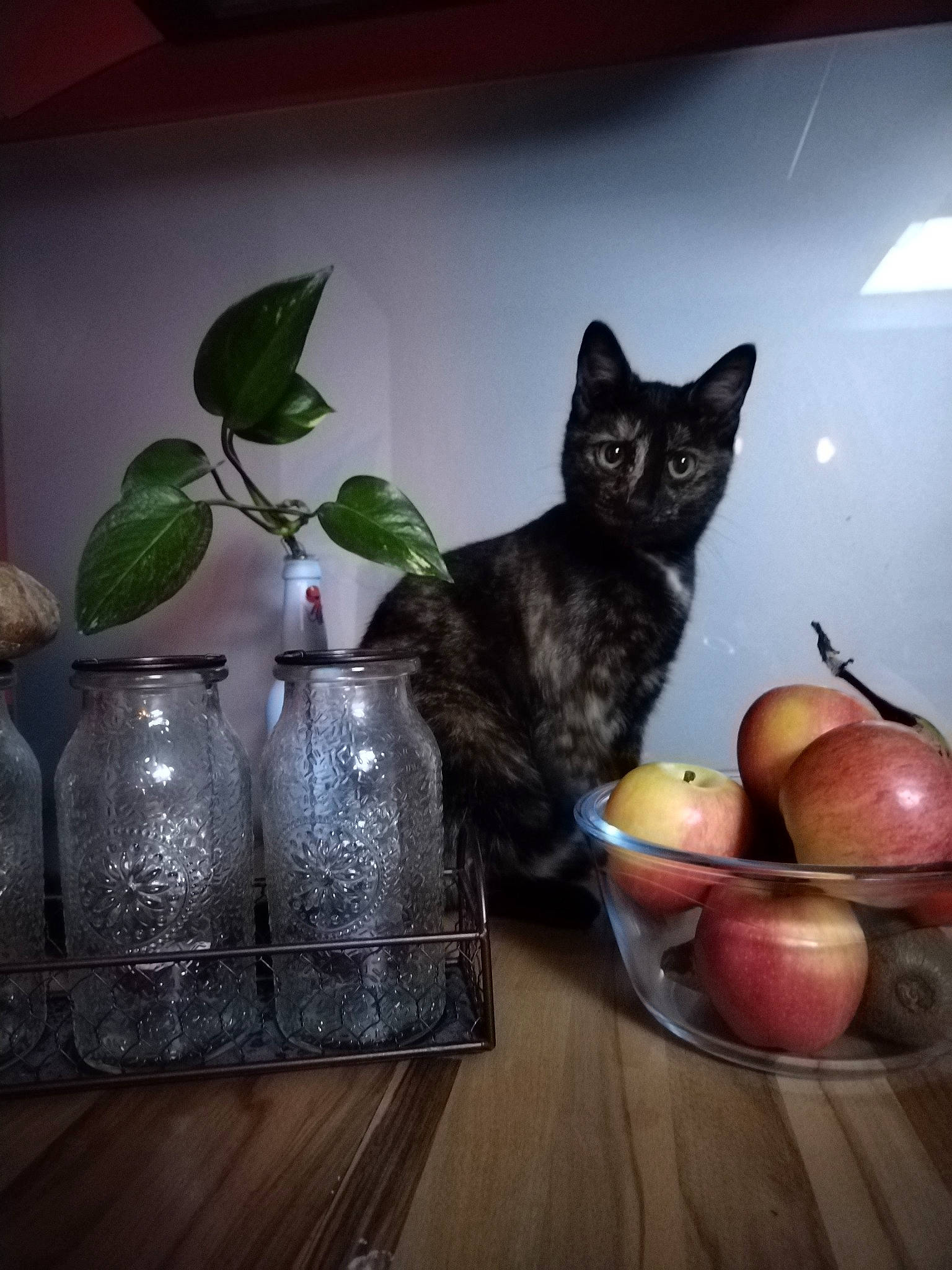 Titie participe au concours pour gagner de l'argent avec cette photo : carnivore, cat, cup, dishware, drinkware, felidae, flooring, food, fruit, grey, hardwood, plant, plate, porcelain, serveware, small_to_medium_sized_cats, table, tableware, whiskers, wood