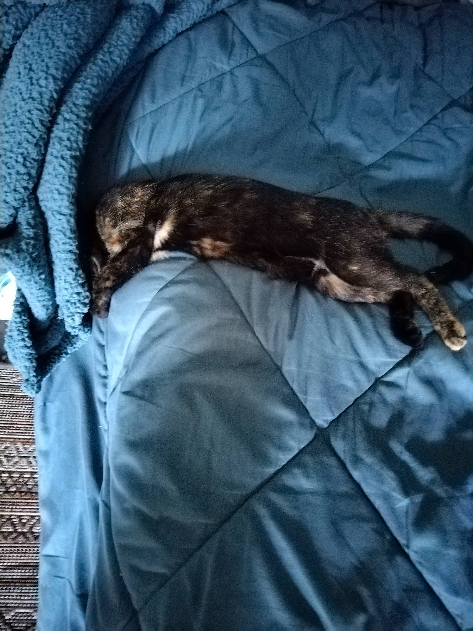 Titie participe au concours pour gagner de l'argent avec cette photo : bed, bedding, carnivore, comfort, darkness, electric_blue, feather, felidae, fur, grey, hat, leather_jacket, linens, nap, room, sleeve, small_to_medium_sized_cats, tail, textile, whiskers