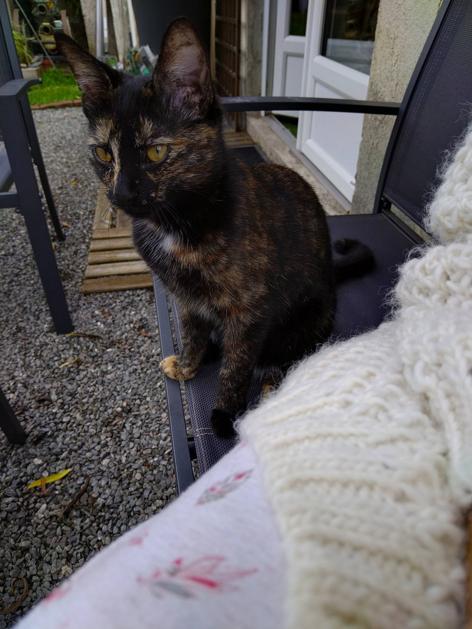 Titie participe au concours pour gagner de l'argent avec cette photo : black_cat, carnivore, cat, chair, claw, comfort, domestic_short_haired_cat, felidae, fur, havana_brown, plant, sitting, small_to_medium_sized_cats, snout, tail, terrestrial_animal, whiskers, window