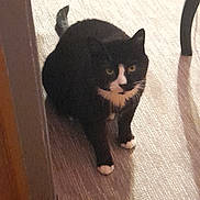 Oreo joined the competition — help win amazing prizes! cat, tuxedo_cat, indoor, carpet, pet, animal, feline, black_and_white, paws, sitting, curious, doorway, floor, household, domestic_cat, whiskers, fur, looking, shadow, cozy