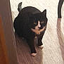 cat, tuxedo_cat, indoor, carpet, pet, animal, feline, black_and_white, paws, sitting, curious, doorway, floor, household, domestic_cat, whiskers, fur, looking, shadow, cozy