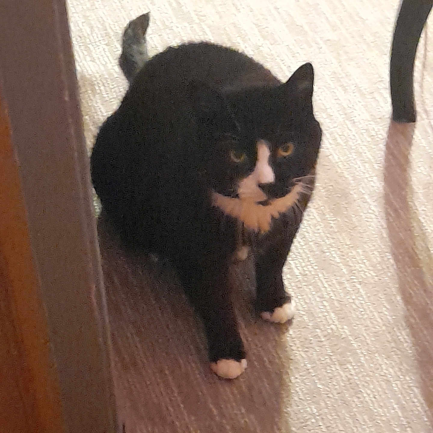 Oreo joined the competition — help win amazing prizes! animal, black_and_white, carpet, cat, cozy, curious, domestic_cat, doorway, feline, floor, fur, household, indoor, looking, paws, pet, shadow, sitting, tuxedo_cat, whiskers