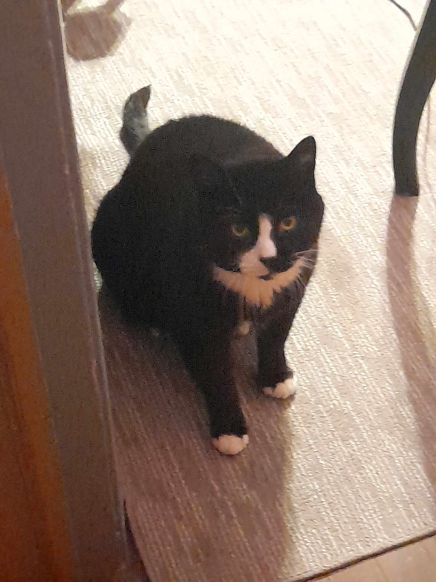 Oreo joined the competition — help win amazing prizes! cat, tuxedo_cat, indoor, carpet, pet, animal, feline, black_and_white, paws, sitting, curious, doorway, floor, household, domestic_cat, whiskers, fur, looking, shadow, cozy