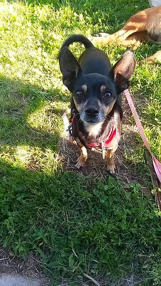 Debbie is registered to the contest to win money with this photo: adventure, carnivore, chihuahua, companion_dog, dog, dog_breed, dog_clothes, fashion_accessory, fawn, grass, guard_dog, personal_protective_equipment, plant, soil, sporting_group, tail, terrestrial_animal, toy_dog, whiskers, working_animal