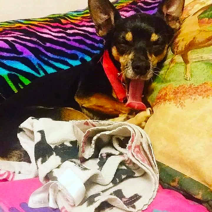 Debbie is registered to the contest to win money with this photo: carnivore, chihuahua, comfort, companion_dog, dog, dog_breed, dog_clothes, dog_collar, dog_supply, fawn, guard_dog, linens, paw, pinscher, sleeve, snout, sporting_group, toy_dog, whiskers, working_animal