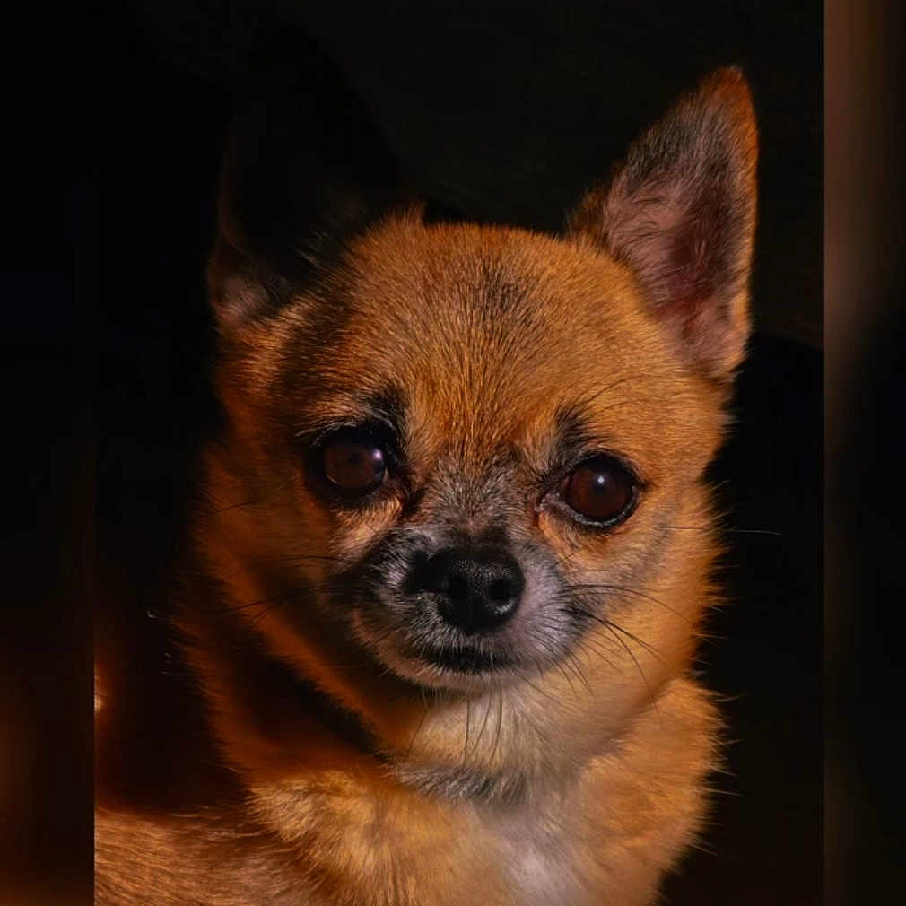 Gaïa a rejoint le concours — aidez-le/la à gagner de superbes lots ! animal, canine, chihuahua, cockerspaniel, dog, fox, papillon, pet, pug, puppy, snout
