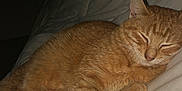 Biscuit participe au concours pour gagner de l'argent avec cette photo : cat, ginger_cat, tabby, pet, sleeping, bed, blanket, indoor, paw, whiskers, fur, ear, closed_eyes, cozy, resting, domestic_animal, night, flash_photography, mattress, close_up