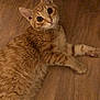 Biscuit participe au concours pour gagner de l'argent avec cette photo : cat, orange_tabby, feline, pet, indoor, hardwood_floor, fur, whiskers, ears, paws, lying_down, looking_up, curious, closeup, portrait, mammal, domestic_animal, cute, relaxed, soft_lighting