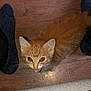 Biscuit participe au concours pour gagner de l'argent avec cette photo : cat, kitten, ginger_cat, orange_fur, hardwood_floor, socks, feet, wooden_floor, green_eyes, whiskers, indoor, pet, cute, close_up, looking_up, tongue_out, fur, ears, flash_lighting, cozy