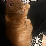 Biscuit a rejoint le concours — aidez-le/la à gagner de superbes lots ! cat, kitten, orange_cat, ginger_kitten, sleeping, sleeping_cat, fur, pet, indoor, blanket, patterned_blanket, bedding, cozy, paw, whiskers, close_up, portrait, resting, cute, small