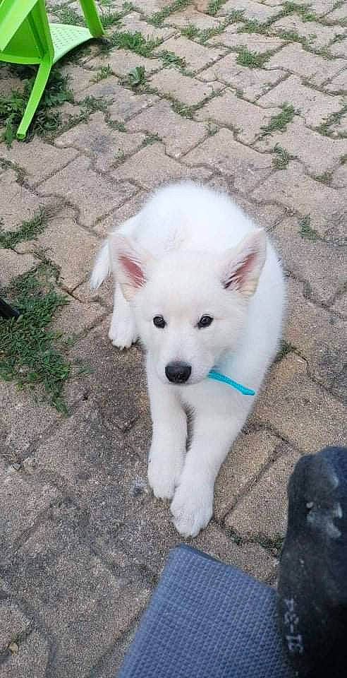 Naiko participe au concours pour gagner de l'argent avec cette photo : ancient_dog_breeds, canidae, carnivore, companion_dog, dog, dog_breed, eye, fur, grass, green, indian_spitz, non_sporting_group, road_surface, snout, tail, volpino_italiano, working_animal, working_dog