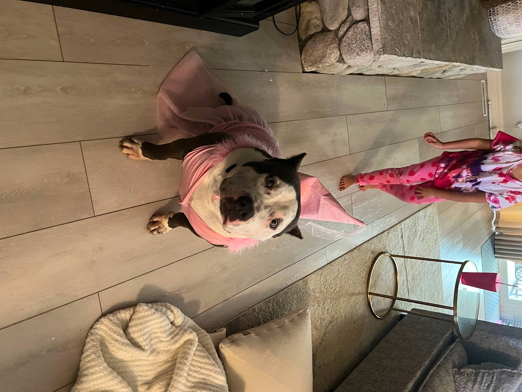 Luna is registered to the contest to win money with this photo: canidae, carmine, carnivore, comfort, companion_dog, dog, dog_breed, fawn, felidae, floor, flooring, fur, pet_supply, small_to_medium_sized_cats, snout, sporting_group, tail, whiskers, wood, working_animal