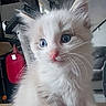 Bounty a rejoint le concours — aidez-le/la à gagner de superbes lots ! kitten, cat, white_fur, fluffy, heterochromia, blue_eye, pink_nose, whiskers, sitting, portrait, close_up, indoor, table, workshop, ceiling_beams, red_container, cute, young_animal, long_fur, pet