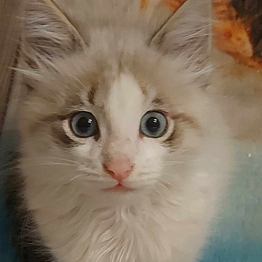 Bounty a rejoint le concours — aidez-le/la à gagner de superbes lots ! kitten, cat, white_fur, fluffy, blue_eyes, round_eyes, pink_nose, whiskers, portrait, close_up, sitting, indoors, blanket, bedding, textile, cozy, cute, pet, animal, photography