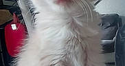 Bounty a rejoint le concours — aidez-le/la à gagner de superbes lots ! kitten, cat, white_fur, fluffy, blue_eyes, pink_nose, sitting, indoors, portrait, closeup, pet, animal, whiskers, ears, fur, computer_mouse, table, living_room, couch, cute