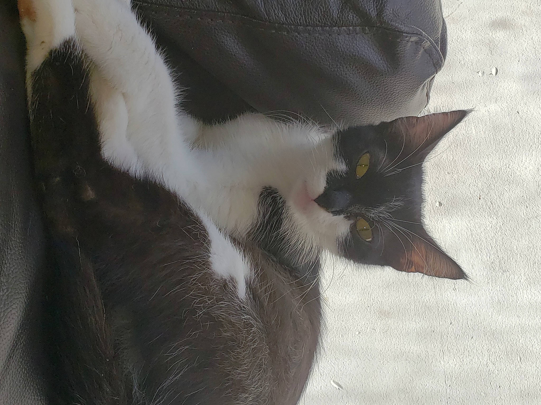 Bibou a rejoint le concours — aidez-le/la à gagner de superbes lots ! carnivore, cat, claw, domestic_short_haired_cat, felidae, fur, paw, small_to_medium_sized_cats, snout, tail, terrestrial_animal, whiskers, window