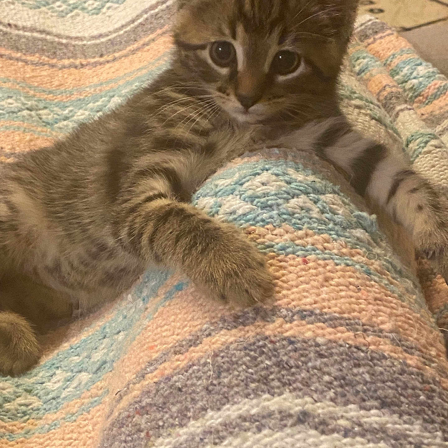 Savvy is registered to the contest to win money with this photo: abyssinian, accessories, animal, art, bed, blanket, cat, couch, cushion, egyptiancat, furniture, homedecor, kitten, linen, manx, person, pet, quilt, rock, sleeping