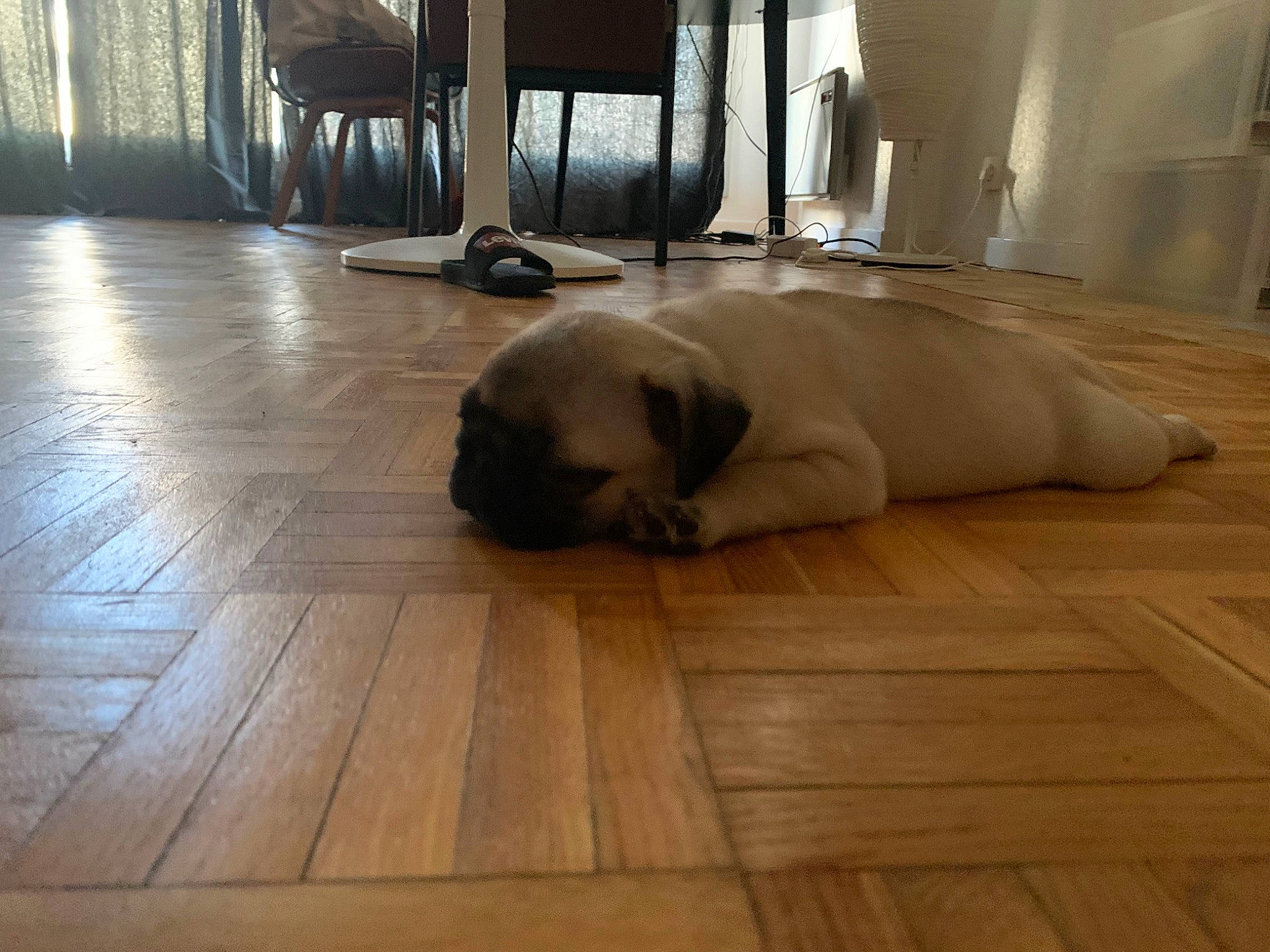 Byron a rejoint le concours — aidez-le/la à gagner de superbes lots ! beige, brown, carnivore, comfort, companion_dog, dog, dog_breed, fawn, felidae, floor, flooring, grey, hardwood, laminate_flooring, plank, snout, varnish, wood, wood_flooring, wood_stain